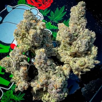 BAKERS DELIGHT (DNA Genetics) Semillas de marihuana feminizadas.