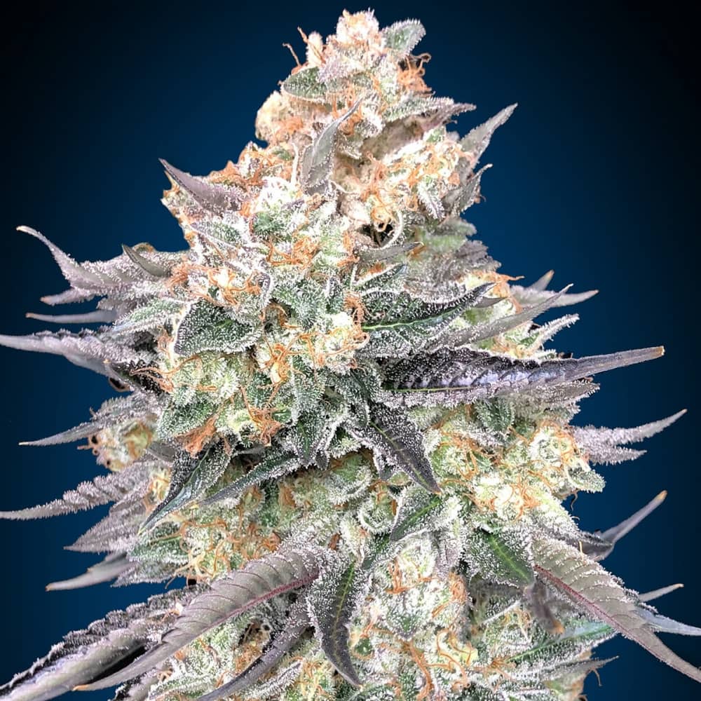 BLUE DREAM (00 Seeds) Semillas de marihuana feminizadas.