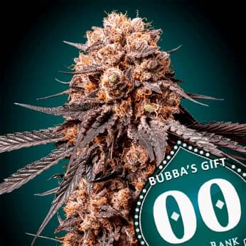 BUBBA´S GIFT (00 Seeds) Semillas de marihuana feminizadas.