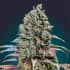 CHOCOLATE CREAM (00 Seeds) Semillas de marihuana feminizadas.