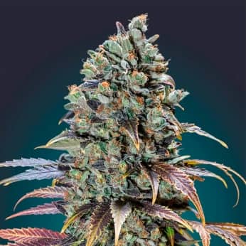CHOCOLATE CREAM (00 Seeds) Semillas de marihuana feminizadas.