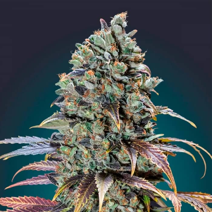 CHOCOLATE CREAM (00 Seeds) Semillas de marihuana feminizadas.