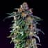GRAND DADDY PURPLE (00 Seeds)