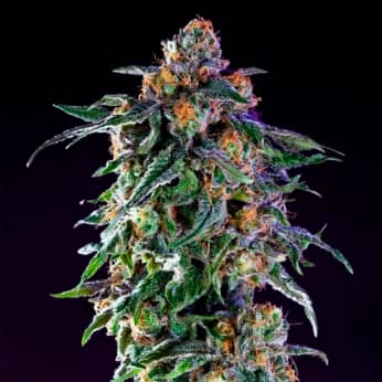 GRAND DADDY PURPLE (00 Seeds) Semillas de marihuana feminizadas.