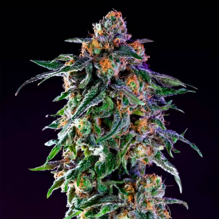 GRAND DADDY PURPLE (00 Seeds) Semillas de marihuana feminizadas.