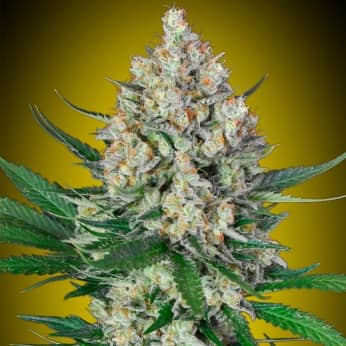 LEMON OG (00 Seeds) Semillas de marihuana feminizadas.