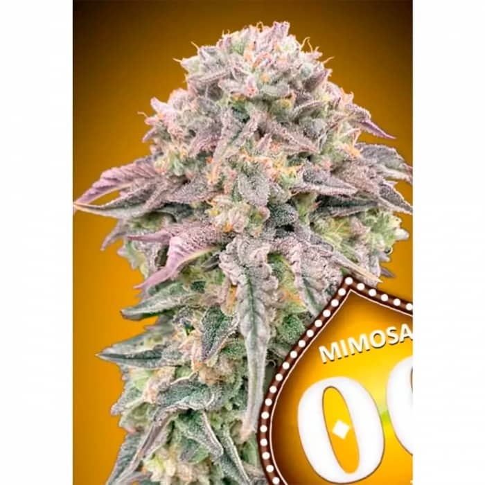 MIMOSA (00 Seeds) Semillas de marihuana feminizadas.
