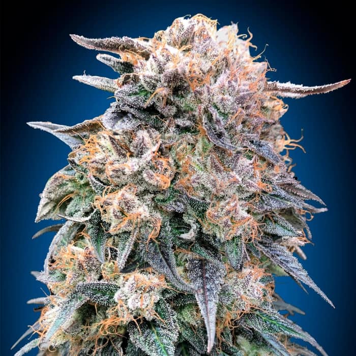 00 KUSH FAST (00 Seeds) Semilla de marihuana feminizada fast version.