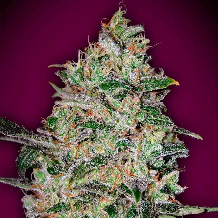 BUBBLE GUM FAST (00 Seeds) Semillas de marihuana feminizadas fast version.