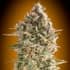 DO SI DOS COOKIES FAST (00 Seeds) Semillas de marihuana feminizadas fast version.
