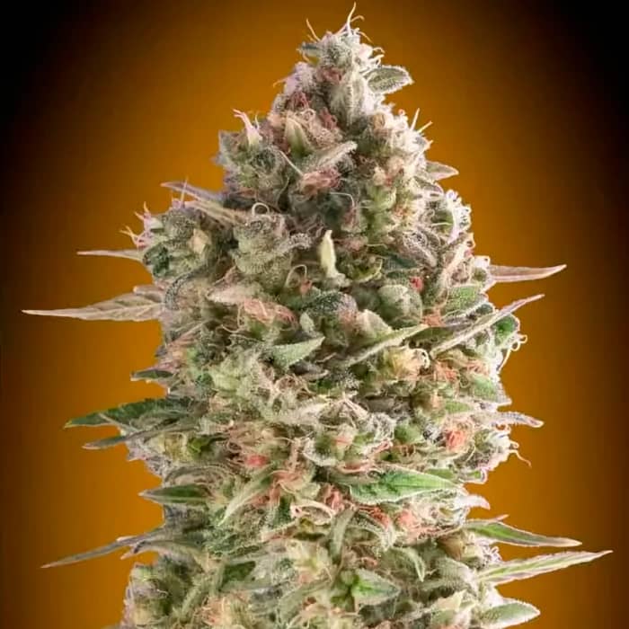 DO SI DOS COOKIES FAST (00 Seeds) Semillas de marihuana feminizadas fast version.