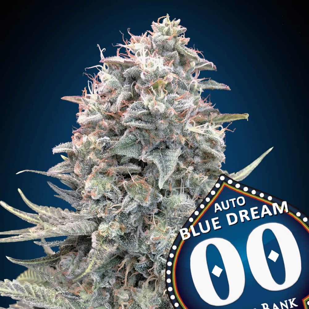 AUTO BLUE DREAM (00 Seeds) Semillas de marihuana feminizadas autoflorecientes.