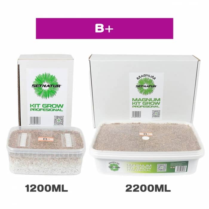 PAN DE SETAS B+ en formato KIT