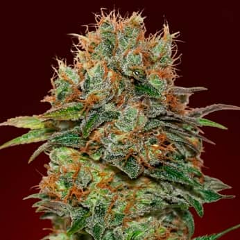 AUTO CHOCOLATE KUSH (00 Seeds) Semillas de marihuana feminizadas autoflorecientes.