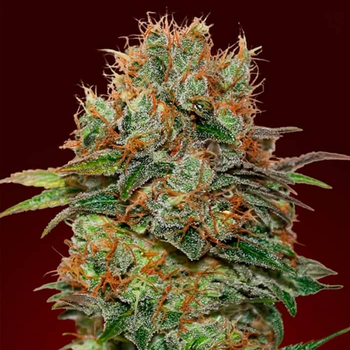 AUTO CHOCOLATE KUSH (00 Seeds) Semillas de marihuana feminizadas autoflorecientes.