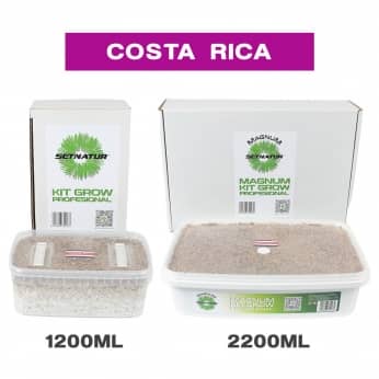 PAN DE SETAS COSTA RICA ENVASES