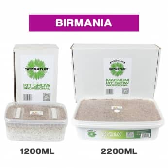 PAN DE SETAS BIRMANIA ENVASES