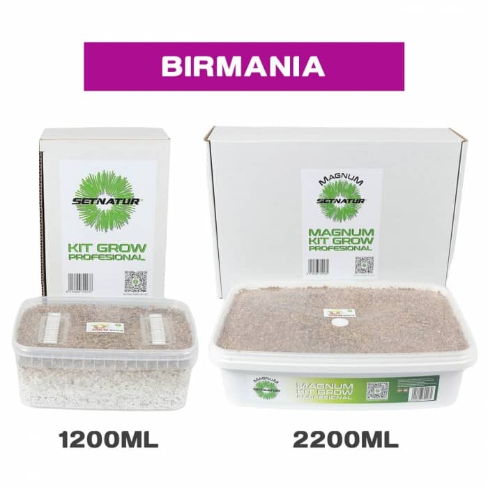 PAN DE SETAS BIRMANIA ENVASES