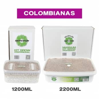 PAN DE SETAS COLOMBIANA