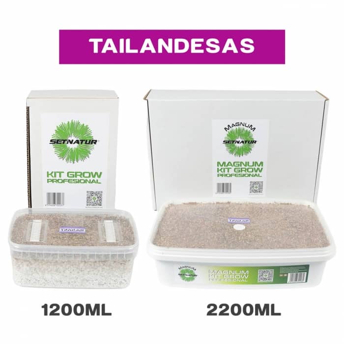 PAN DE SETAS TAILANDESAS ENVASES