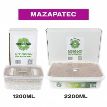 PAN DE SETAS MAZAPATEC ENVASES