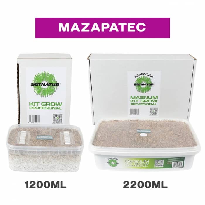 PAN DE SETAS MAZAPATEC ENVASES