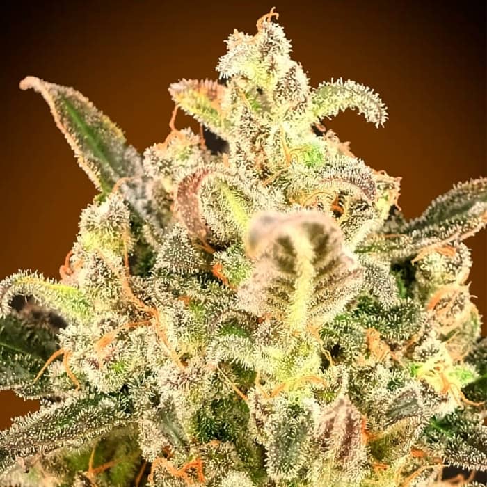 AUTO BIODIESEL MASS XXL (Advanced Seeds) Semillas de marihuana feminizadas autoflorecientes.