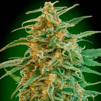 AUTO GORILLA (00 Seeds) Semillas de marihuana feminizadas autoflorecientes.