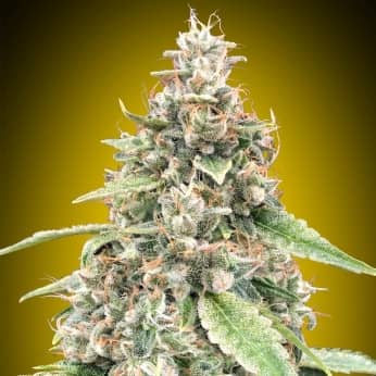 AUTO LEMON OG (00 Seeds) Semillas de marihuana feminizadas autoflorecientes.