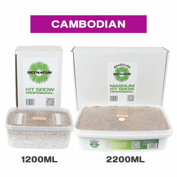 PAN DE SETAS CAMBODIAN ENVASES
