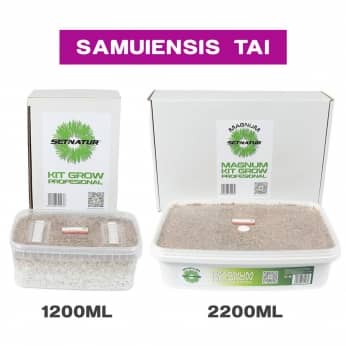 PAN DE SETAS SAMUIENSIS TAI ENVASES