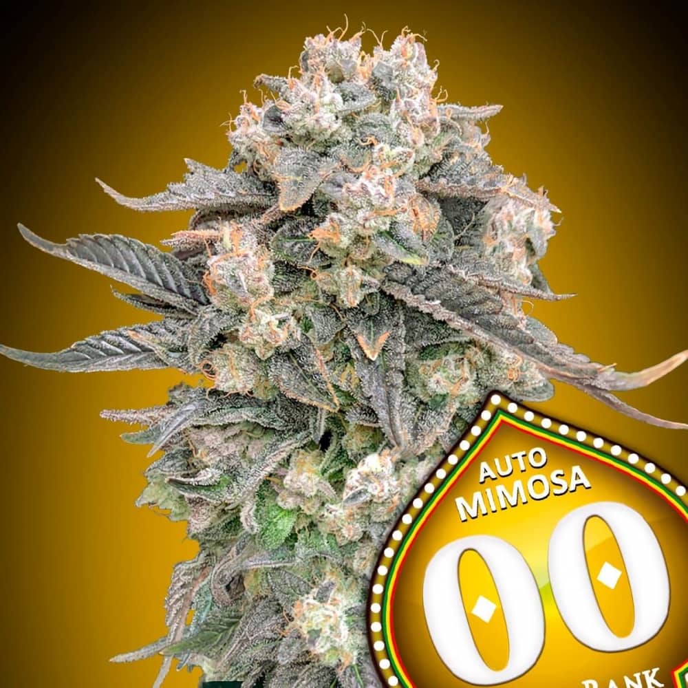 AUTO MIMOSA (00 Seeds) Semillas de marihuana feminizadas autoflorecientes.