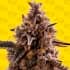 AUTO BLACK ORCHID (Original Sensible Seeds) Semillas de marihuana feminizadas autoflorecientes.