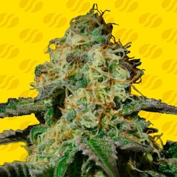 AUTO JEALOUSY (Original Sensible Seeds) Semillas de marihuana feminizadas autoflorecientes.