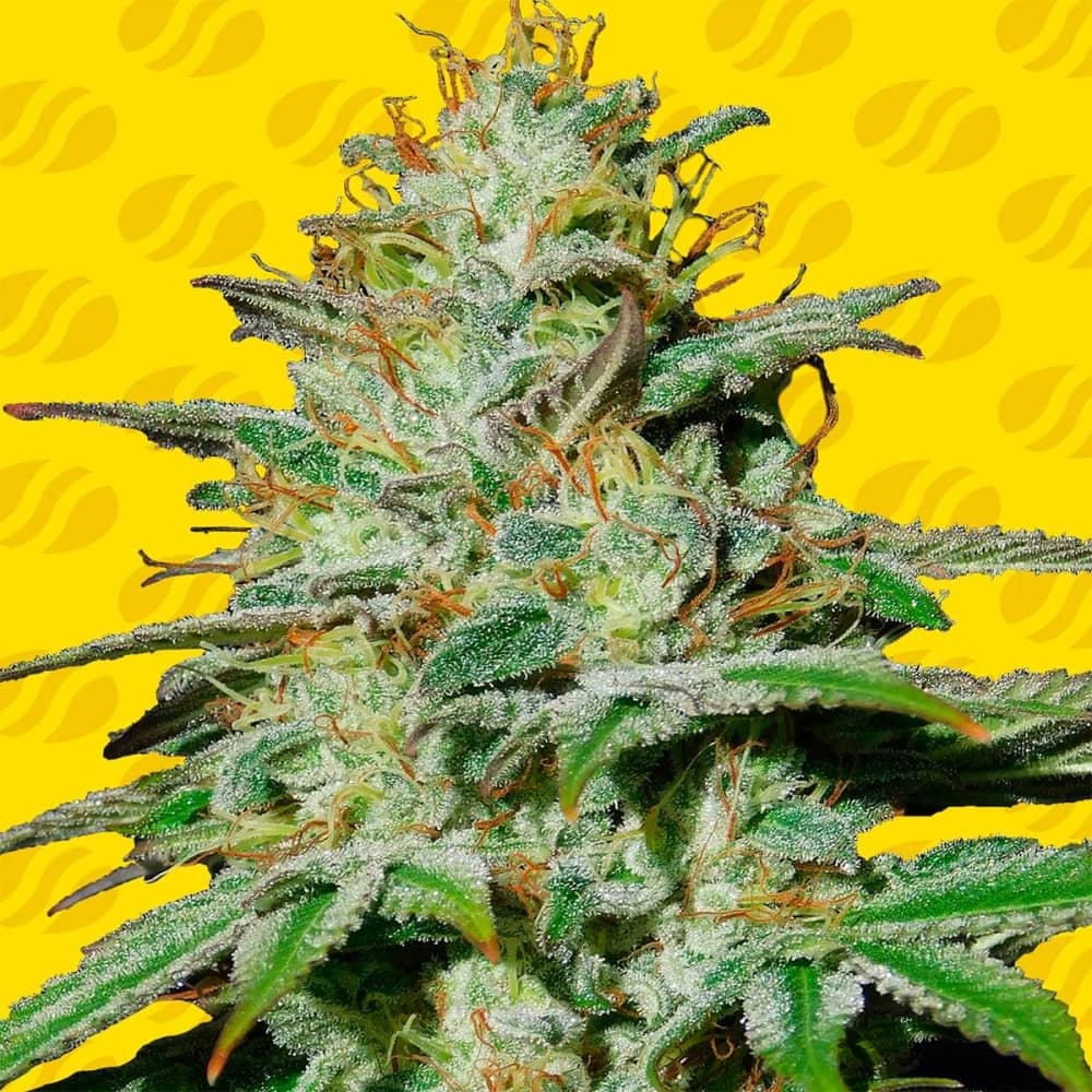 AUTO JUNGLE LAVA (Original Sensible Seeds) Semillas de marihuana feminizadas autoflorecientes.