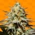 BLACK ORCHID (Original Sensible Seeds) Semillas de marihuana feminizadas.