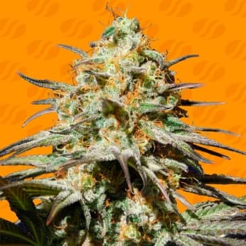 BLACK ORCHID (Original Sensible Seeds) Semillas de marihuana feminizadas.