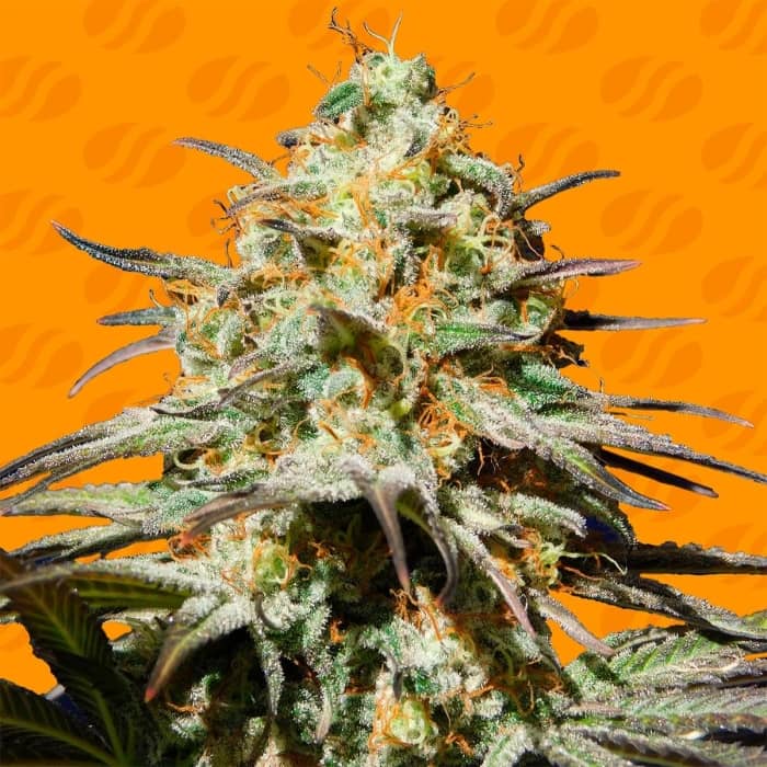 BLACK ORCHID (Original Sensible Seeds) Semillas de marihuana feminizadas.