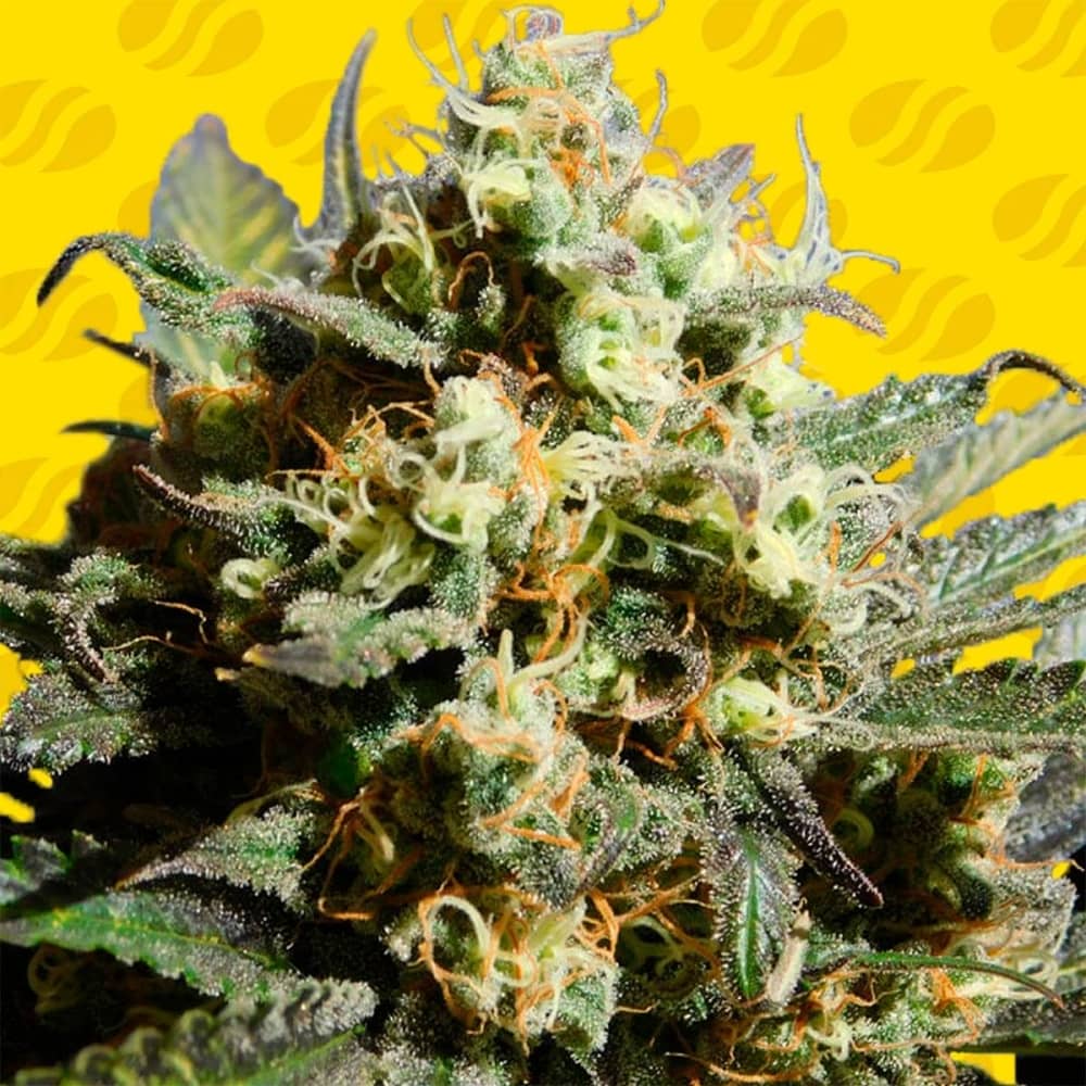 AUTO CHERRY ALIEN (Original Sensible Seeds) Semillas de marihuana feminizadas autoflorecientes