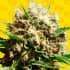 AUTO RUNTZ (Original Sensible Seeds) Semillas de marihuana feminizadas autoflorecientes.