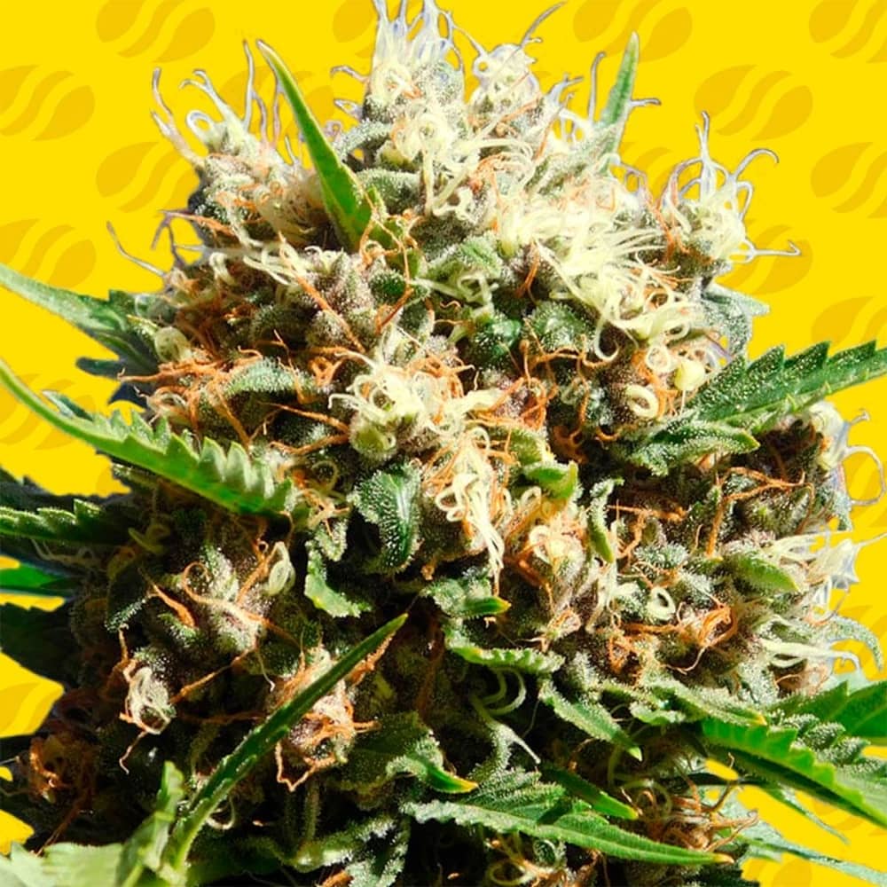 AUTO RUNTZ (Original Sensible Seeds) Semillas de marihuana feminizadas autoflorecientes.