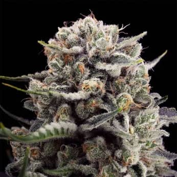 B-45 BY BOOBA (Silent Seeds) Semillas de marihuana feminizadas.