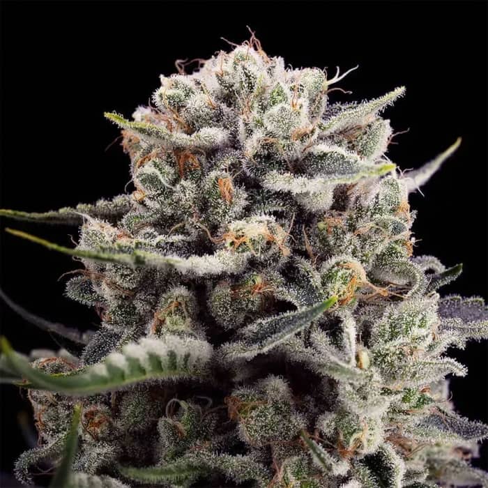 B-45 BY BOOBA (Silent Seeds) Semillas de marihuana feminizadas.