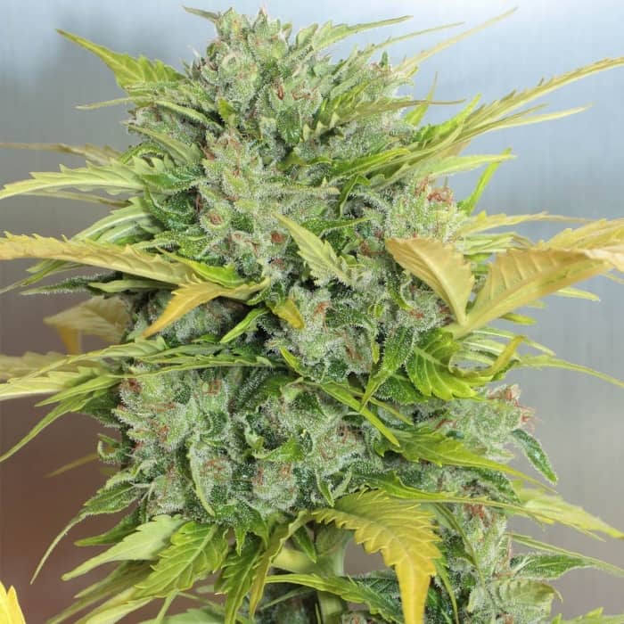 AUTO AK 47 (Serious Seeds) Semillas de marihuana feminizadas autoflorecientes.