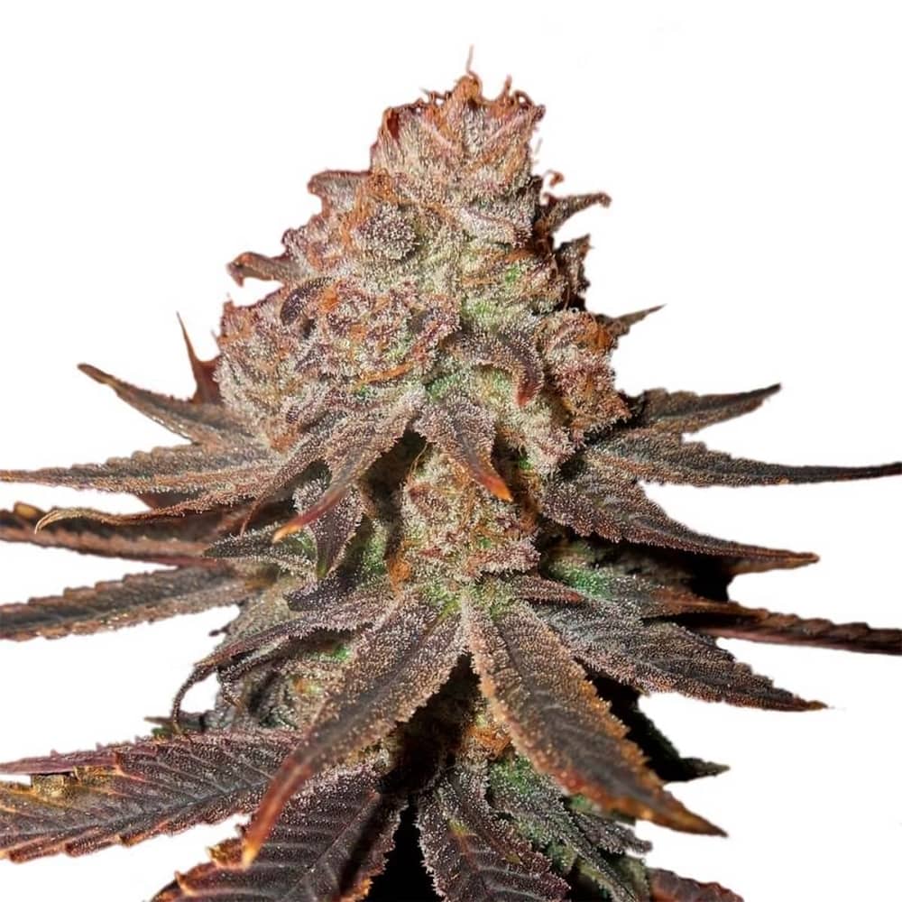 AUTO BLUEBERRY (Nirvana) Semillas de marihuana feminizadas autoflorecientes.
