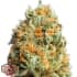 AUTO FULLY LOADED (Heavyweight Seeds) Semillas de marihuana feminizadas autoflorecientes.