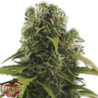 AUTO HIGH DENSITY (Heavyweight Seeds) Semillas de marihuana feminizadas autoflorecientes.