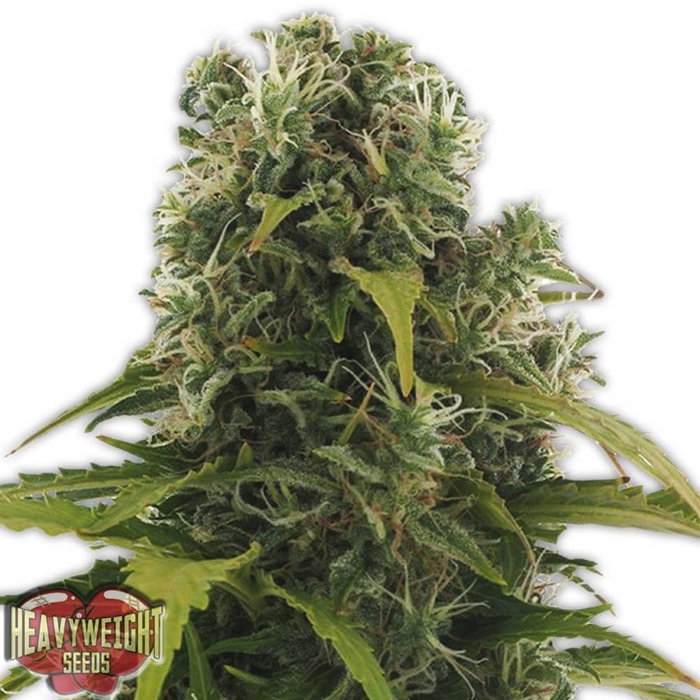 AUTO HIGH DENSITY (Heavyweight Seeds) Semillas de marihuana feminizadas autoflorecientes.