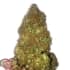 AUTO JACKPOT (Heavyweight Seeds) Semillas de marihuana feminizadas autoflorecientes.