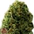 AUTO MASSIVE MIDGET (Heavyweight Seeds) Semillas de marihuana feminizadas autoflorecientes.